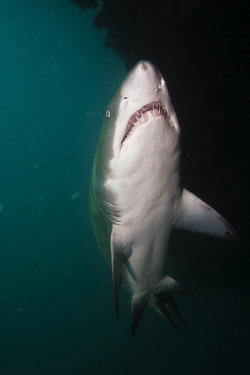 the-shark-blog:  Grey Nurse shark from Below