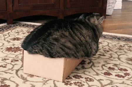 😻 It’s Another Happy Caturday, Tumblr 😻