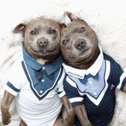 fierceisnotenough:  diaryof-alittleswitch:  boredpanda:    Adorable Pit Bull Brothers Will Instantly Make Your Day Better    Sweet babies!  I need 7 