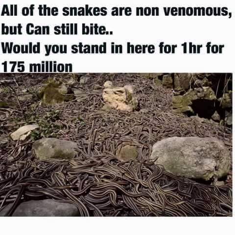 someponys-scribbles:  slinky-cygi:  boopsthesnoots:  zukits:  gameoffish:  justnoodlefishthings:  These are Garter Snakes and completely harmless little noodles I could literally sit right in the middle and they wouldn’t care  I don’t care how much