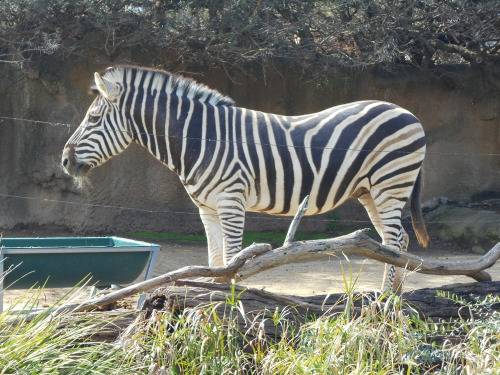 Australia - Part 3These photos are from my trip to the Taronga Zoo. It was one of my favourite adven