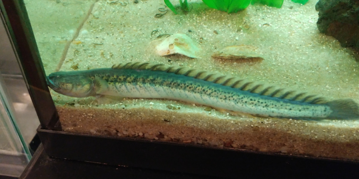 The Brackish Tank — Bruce is up to about 9.5 inches now… up from the...