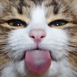 atraversso: Funny cat by Rexiecat