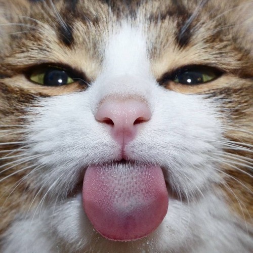 atraversso: Funny cat by Rexiecat adult photos