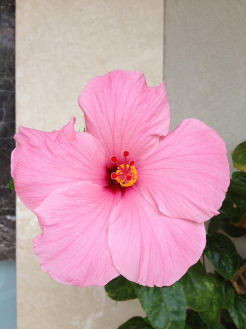 Hibiscus