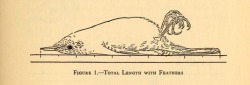 nemfrog:  Fig. 1. “Total length with feathers.” Measurements of birds. 1931. 