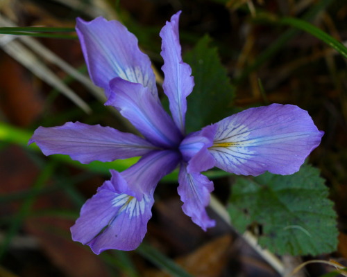 steepravine:Unexpected Douglas IrisWasn’t expecting to find one of these gorgeous natives this time 