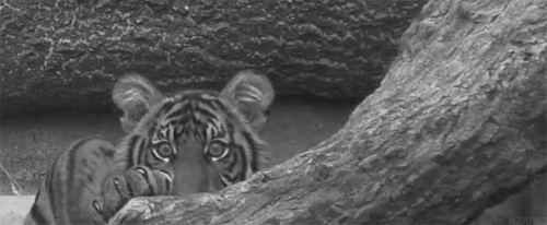givemeinternet:  A tiger extending it’s claws