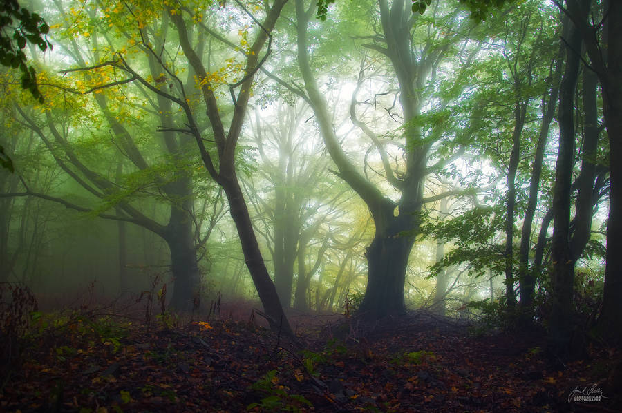 landscape-photo-graphy:  Enchanting Forests Photography Illuminate Autumn’s Beauty