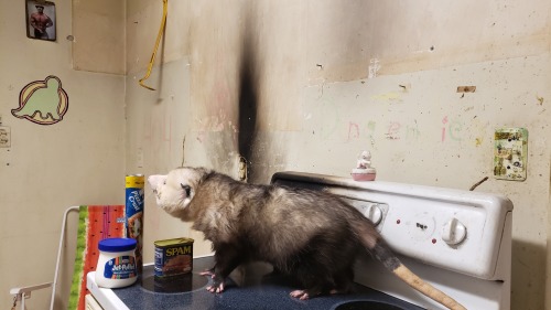 Happy Thanksgiving to those who celebrate it! Have this photo of a thanksgiving feast feat. opossum 