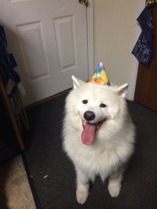 cute-overload:  The life of the partyhttp://cute-overload.tumblr.com source: http://imgur.com/r/aww/ygoO14c