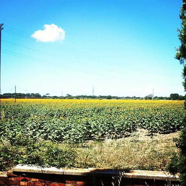 E di colpo i girasoli :-) (presso Via Pietrasantina)