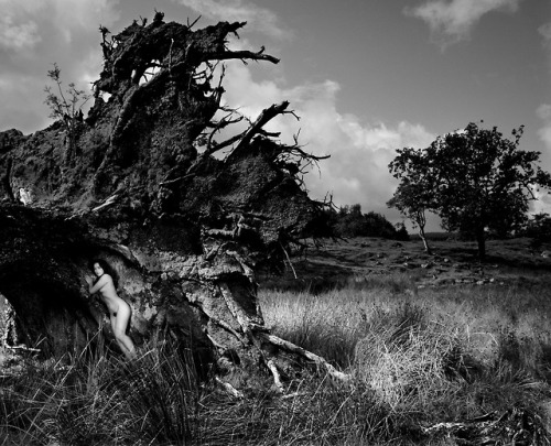 John Swannell: Becky in uprooted tree, 1984 