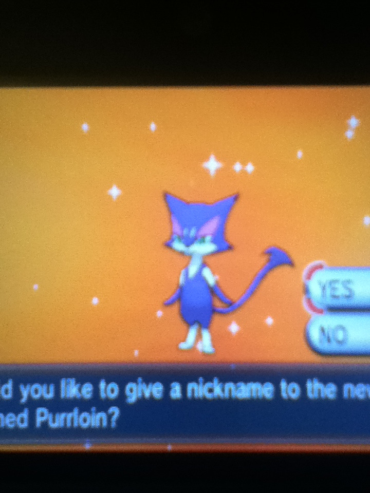 scottish:  scottish:  I didn’t know purrloin stood on its hind legs. I’m terrified.