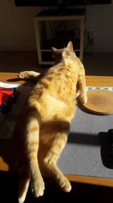 derpycats:  Theo enjoying the sunshine