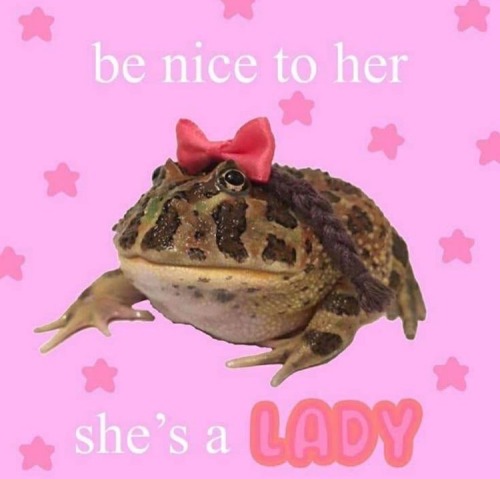 Posting A Frog A Day Until I Feel Statisfied #1