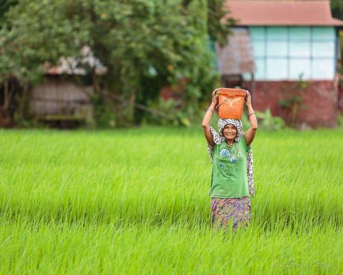 Muna Thapa carries a bucket of water across a rice paddy near...