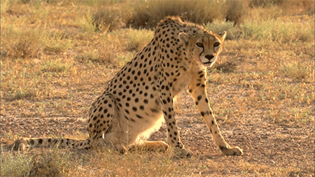 bigcatwildcat:Pure Nature Specials - Wild IranThe Asiatic cheetah once had a distribution that exten