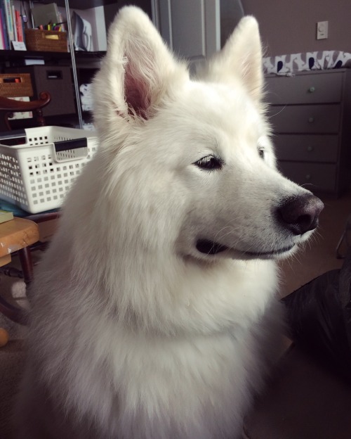 skookumthesamoyed: Listening to the call of the wild (a kitty cat meowing outside the window)