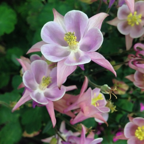 We are named Columbine in honor of a flower of distinctive beauty that thrives in a wide range of en