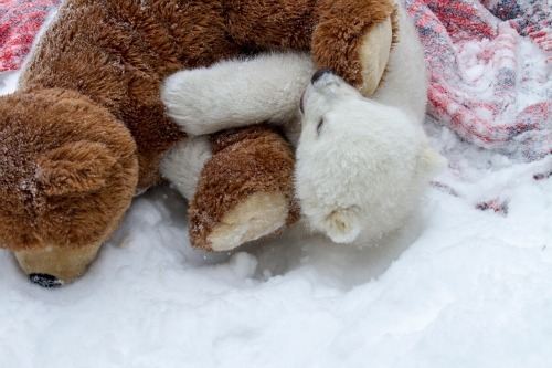 wolverxne:  On March 12, an Inuit hunter shot and killed a female Polar Bear near Point Lay, Alaska. When he realized it was a female, he searched for the den and found young Kali, a 3 - 4 month cub. The hunter then carried the cub to the Department of