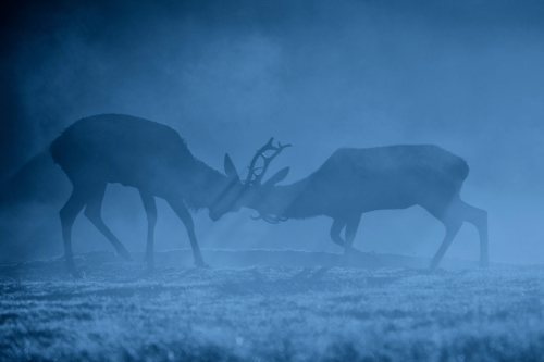 uulemnts:awkwardsituationist:photos by mark bridger (more deer posts)