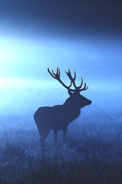 wavemotions:  moonlit stag by Mark Bridger