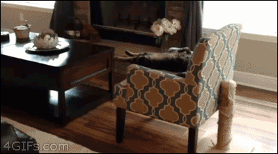 gif-guy:  FUNNY GIF BLOG———-»»»http://gifini.com/ 