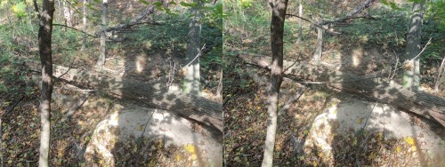 Fallen trees Cross your eyes a little to see these photos in full 3D. (How to view stereograms) 