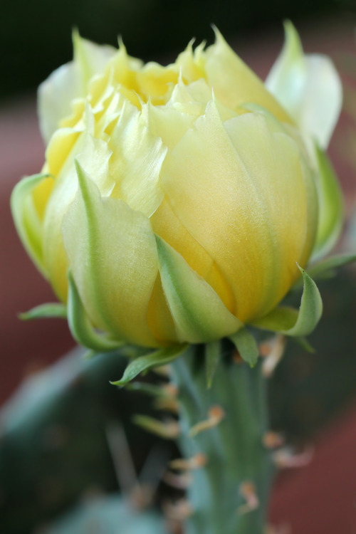 Blooming cactus.