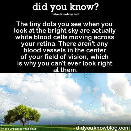did-you-kno:  The tiny dots you see when you look at the bright sky are actually white blood cells moving across your retina. There aren’t any blood vessels in the center of your field of vision, which is why you can’t ever look right at them.  Source