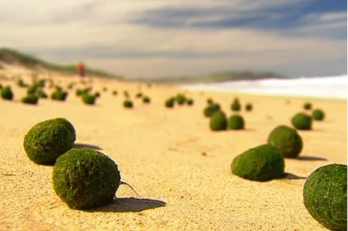 Green, slimy, beach balls.This is a photo from Dee Why Beach, on Australia’s East Coast north of Syd
