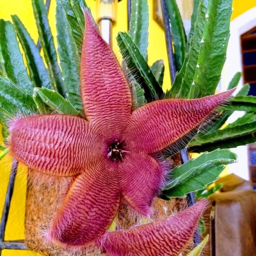 Jairo Masala — Cacto-Estrela (Stapelia Hirsuta) parente das...