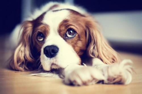 gloriouspuppies:  Cutest pic ever!  Look at that face.