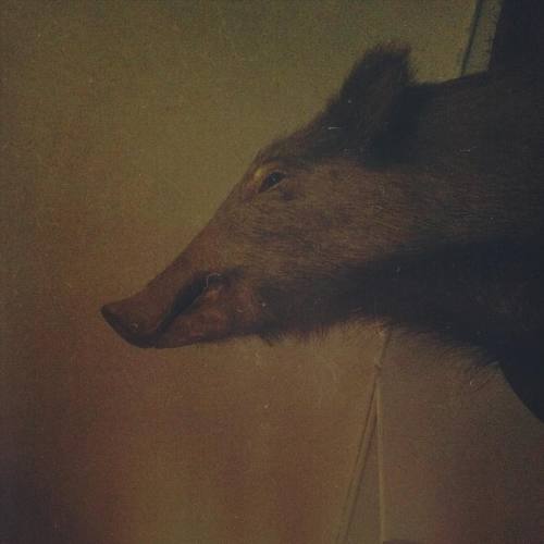 carmengonzalez:Taxidermia