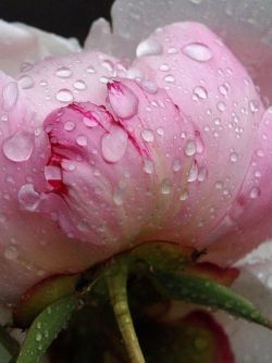 Flowersgardenlove:  Zsazsa Bellagio – Li Beautiful