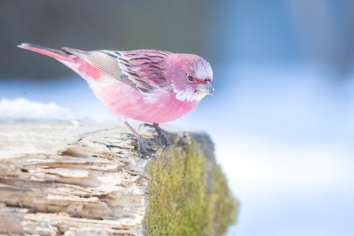 earthanthem:Pink-Browed Rose Finch (Carpodacus rodochroa) in the Snow