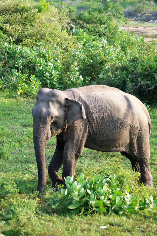 zoo-packys: In this picture taken in a jungle somewhere in Sri Lanka, this packy is standing by a bu