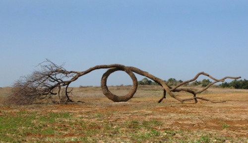 forestgreenlesbian:“THE LOOP”2010 wood 200 x 700 x 250 cm Green Gallery, IsraelTanya Preminger