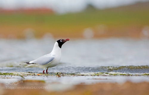 Larus relictus（遗鸥） by 0951c851b4be1bed9f56104b7312d4468