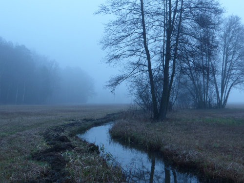 Foggy morning II by Daria Hussels