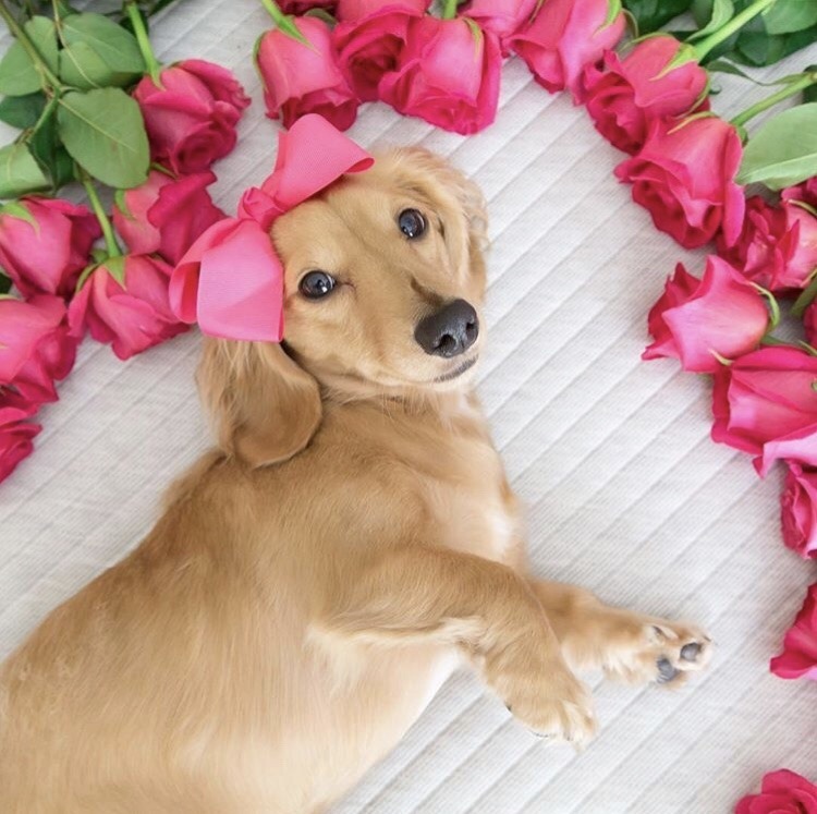 friendly-animals:  (Source)
