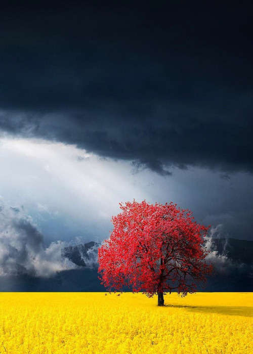 coiour-my-world: Nature’s contrasts. Red tree in canola meadow, Kosovo | Photo @bess_hami