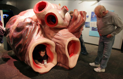 sixpenceee:  The following is a life-size model of the massive heart of a blue whale. It was in exhibit at the LWL museum in 2013. The model was designed to be crawled through and contains a sound system which enables people to hear and feel the whale’s