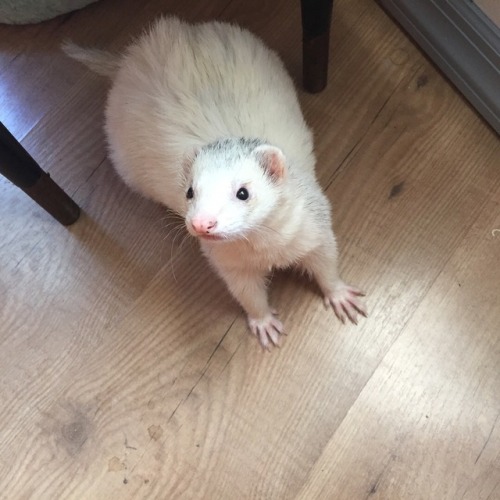 cannonball-the-ferret: Look at my handsome boy. @decomprosed …soon