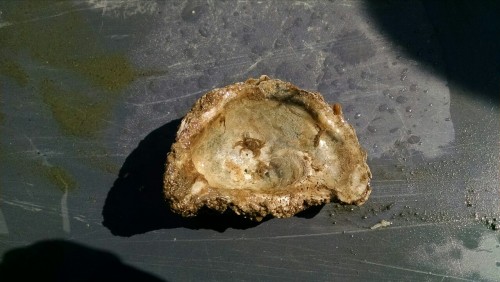 Some species of Mudcrab, collected near the mouth of the Patuxent River