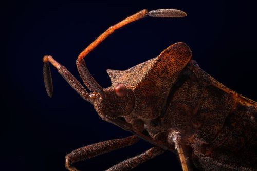 staceythinx:Creepy crawlies courtesy of macro photographer Vasily MenshovSome cuties for all my dash