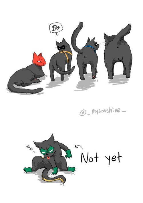mysonshineblr: Last two pics : The Dog just say hello, But the cat don’t like dog’s gree