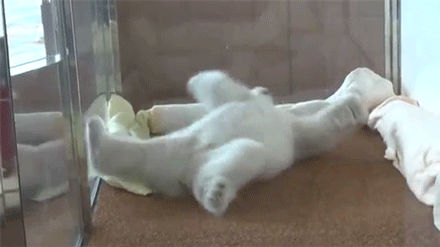 sizvideos:  Watch this baby polar bear getting very comfy in bed 