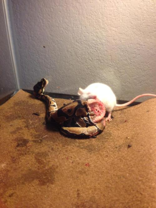 rappsrats:  burdbrain:  lovethyhippie:  kingjaffejoffer:  Bad News: Lost a pet snakeGood News: Got a pet rat  Holy shit  This is why live feeding pisses me the fuck offfffffffffffffffffffffffffffff  This is why you shouldn’t live feed. Rats and mice